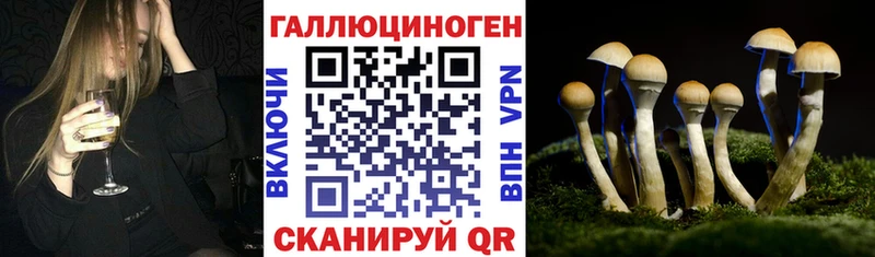 shop как зайти Дорогобуж Галлюциногенные грибы Cubensis